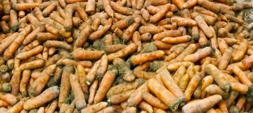 немытую морковку. морковь 1кг. морковь деревенская. морковь грязная. немытую морковку.