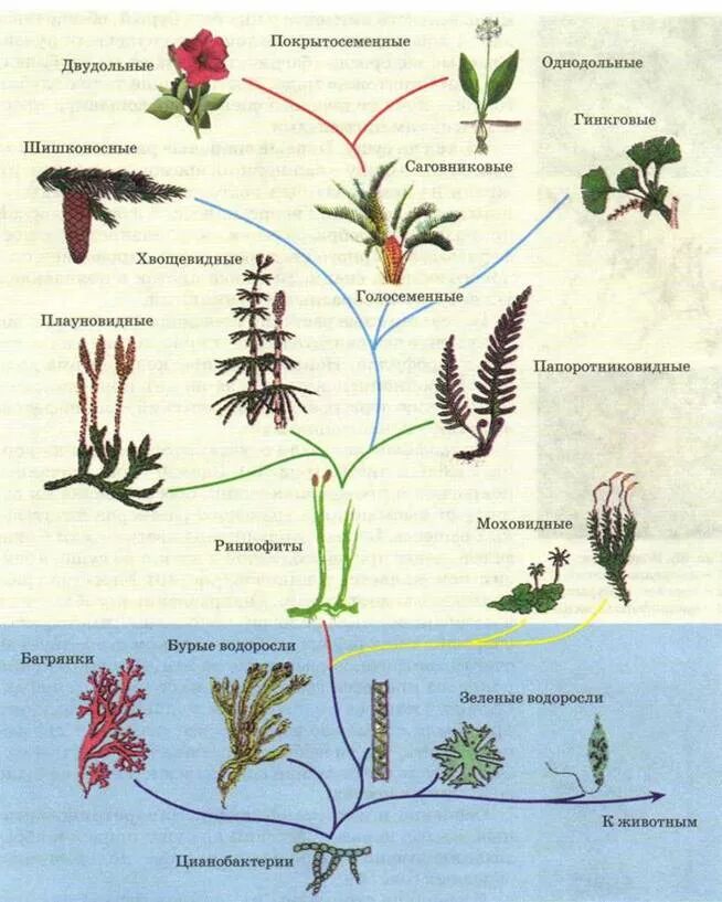 Водоросли хвощи покрытосеменные голосеменные. Схема происхождения высших растений 5. Эволюционные преобразования органов растений. Эволюция растений водоросли.