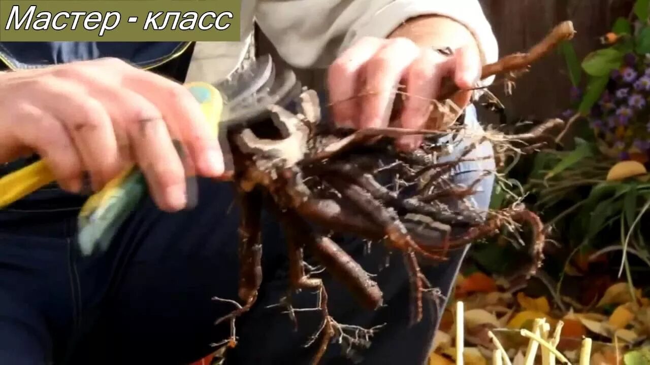 Когда делить пионы для размножения и пересадки. Деление пионов осенью и посадка. деление пиона видео. как разделить пион. как разделить очень старый куст пиона.