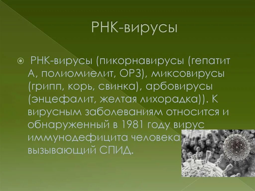 Какие вирусы содержат рнк. Рнк вирусы. рнк содержащие вирусы. двухцепочечные рнк вирусы. вирус гриппа рнк.
