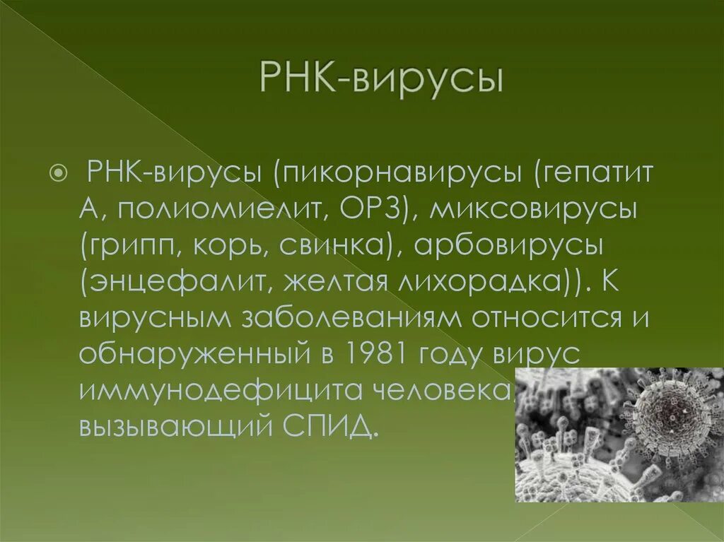 К рнк вирусам относятся вирусы