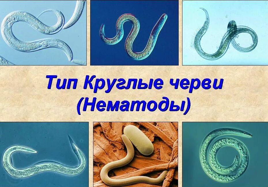 Тип круглые черви нематоды. Круглые черви, класс Nematoda;. Представители круглых червей нематоды. Тип круглые черви класс нематоды представители. Глисты биология