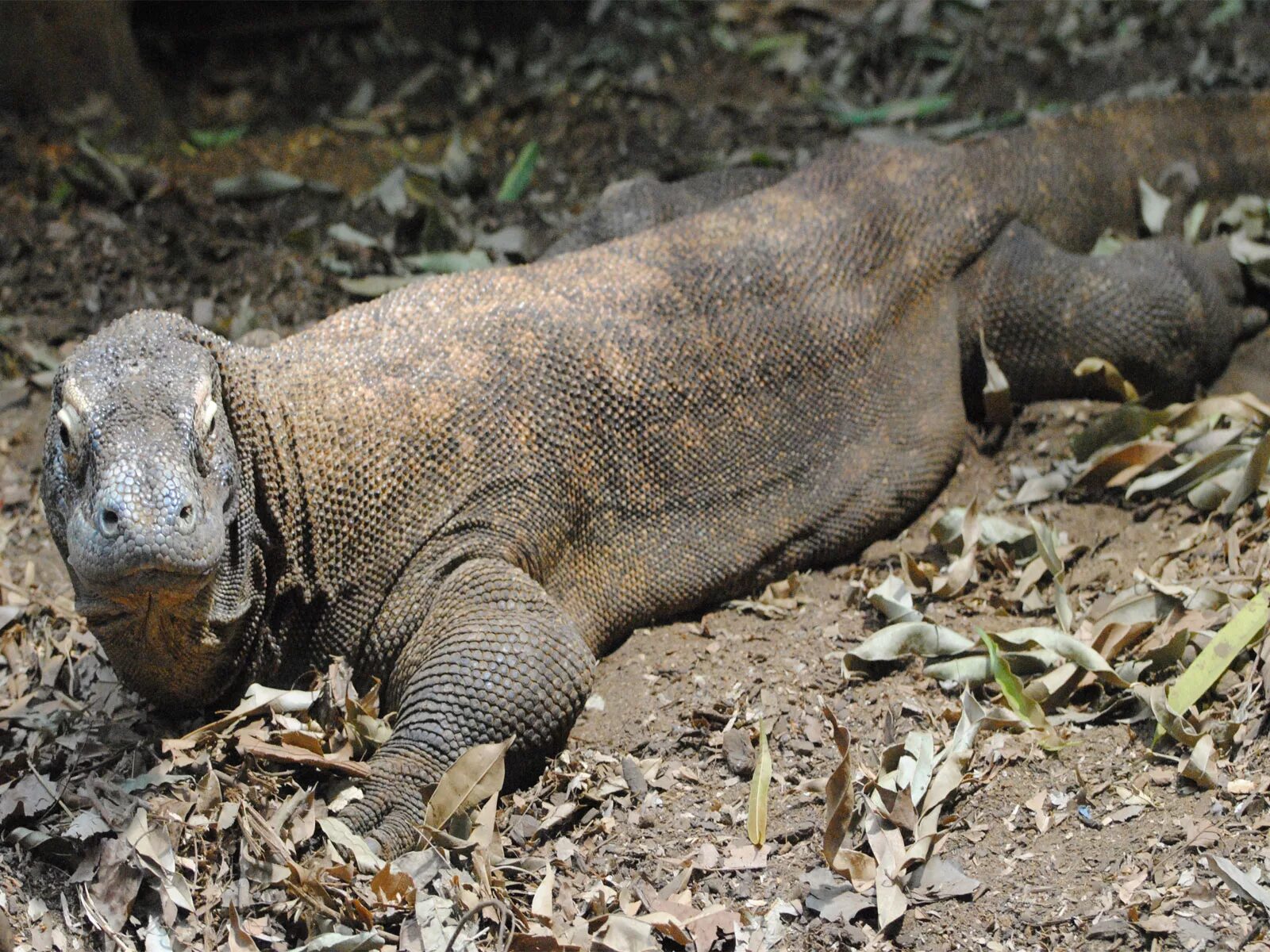 Пресмыкающиеся комодский варан. Варан дракон с острова комодо. Капский варан. Комодский варан. Комодский варан зеленый.