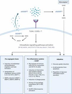 3 eNAMPT, a factor with multiple functions 