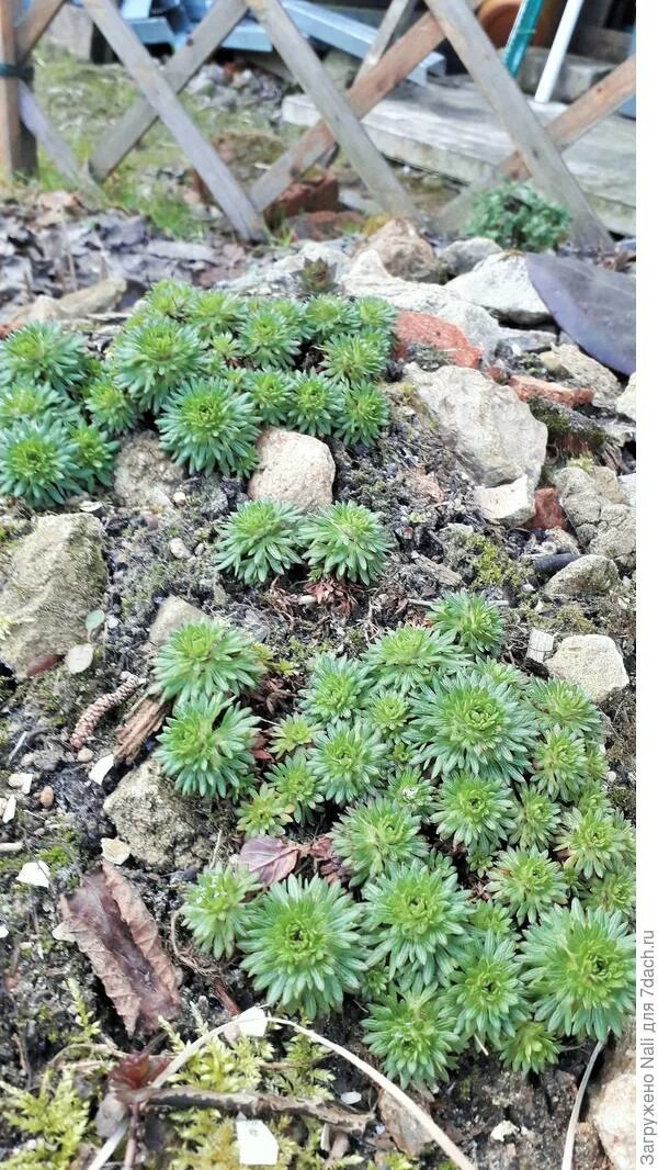 WWW.SKALNICKY.CZ Cactus and succulents, Alpine plants, Flower garden