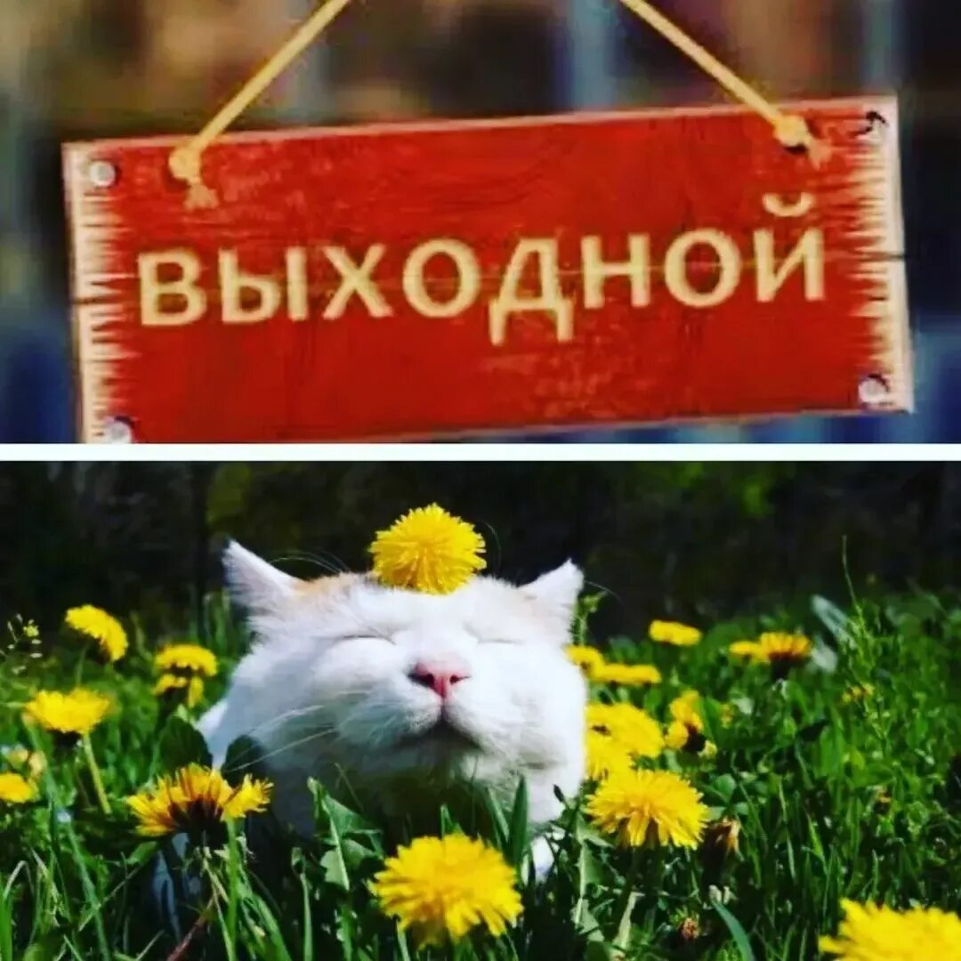 Сегодня 2 дня выходных