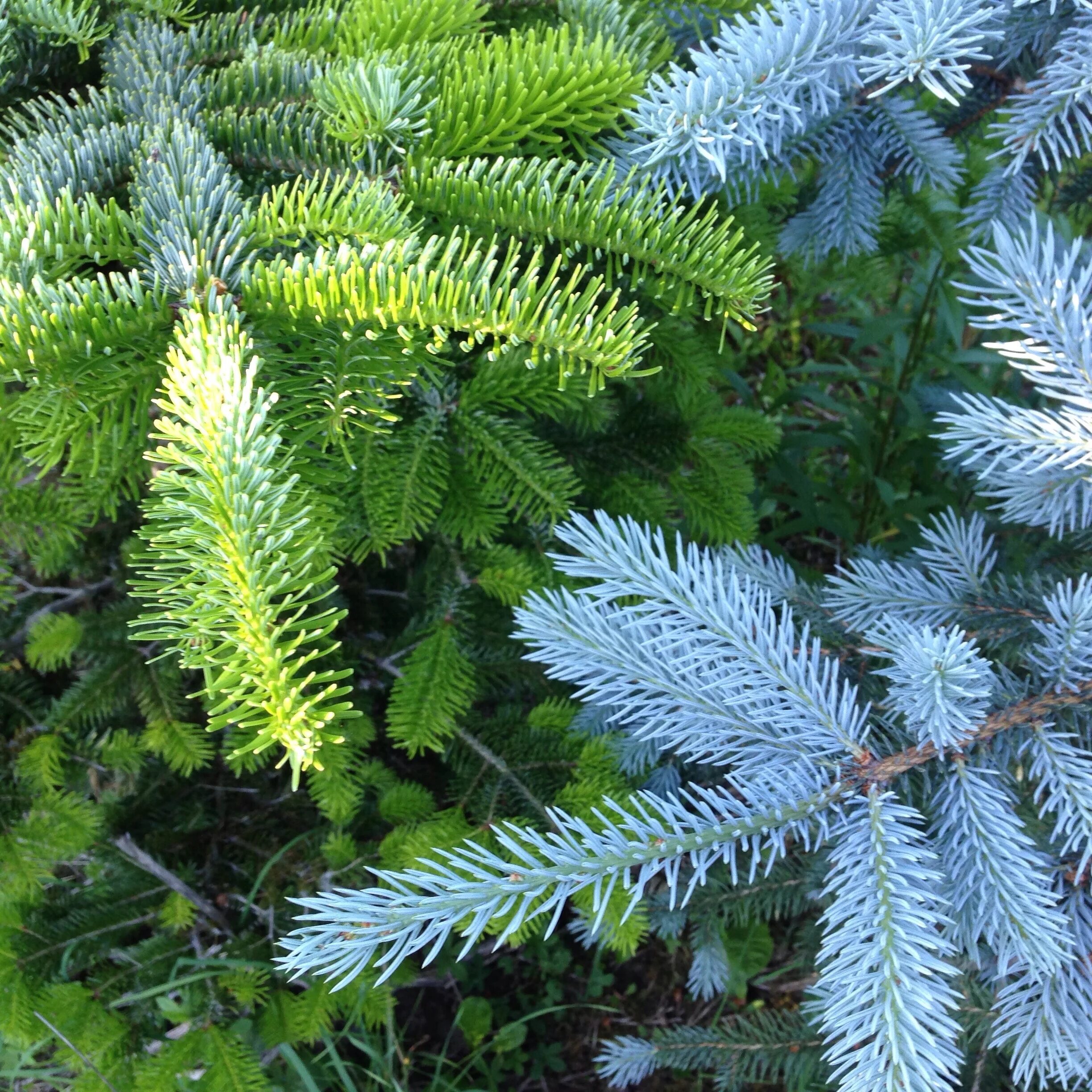 Пихта долго стоит. Abies nordmanniana midwinter gold. пихта сибирская. пихта вечнозеленая. хвойник пихты.