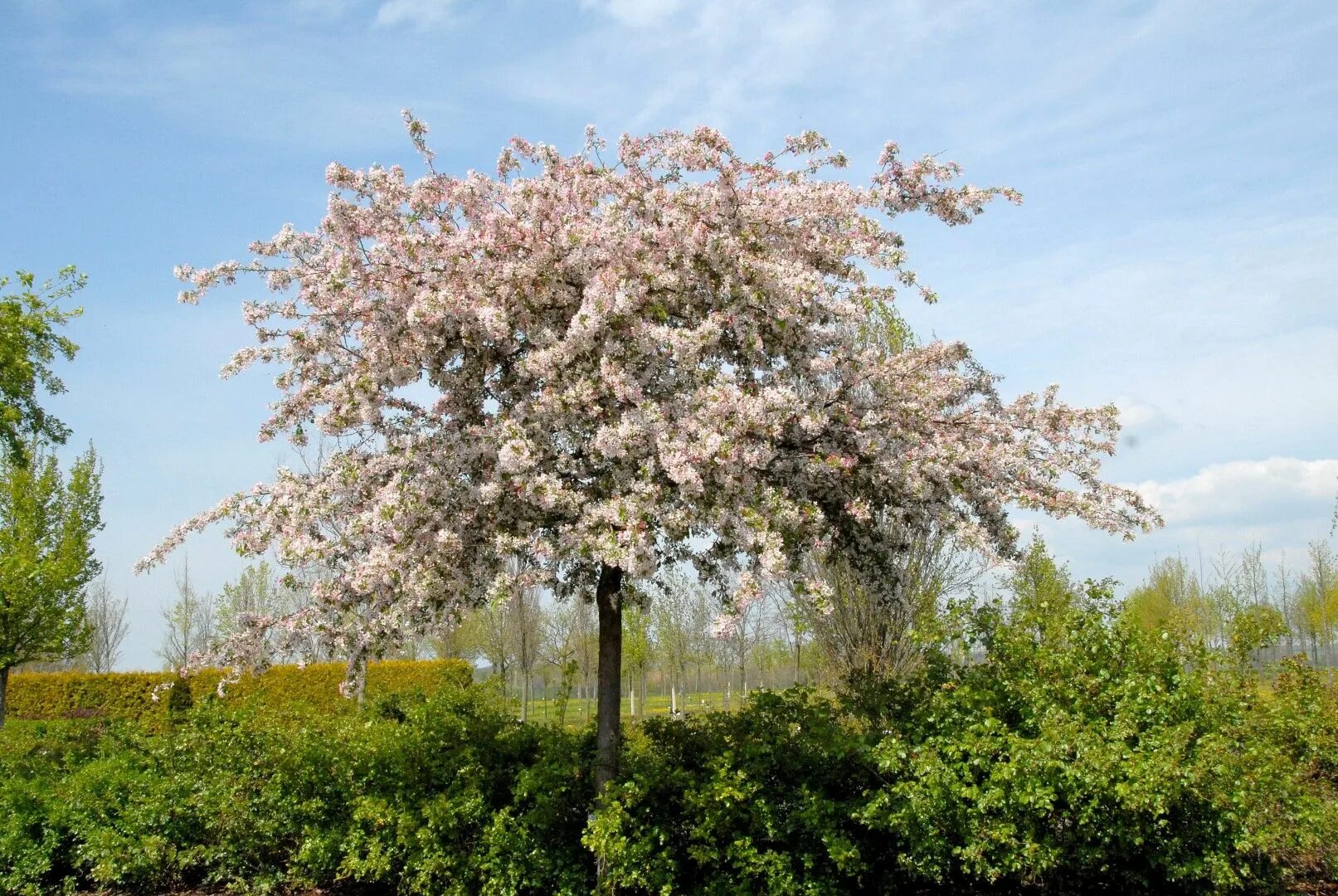 Яблоня обильноцветущая Malus floribunda