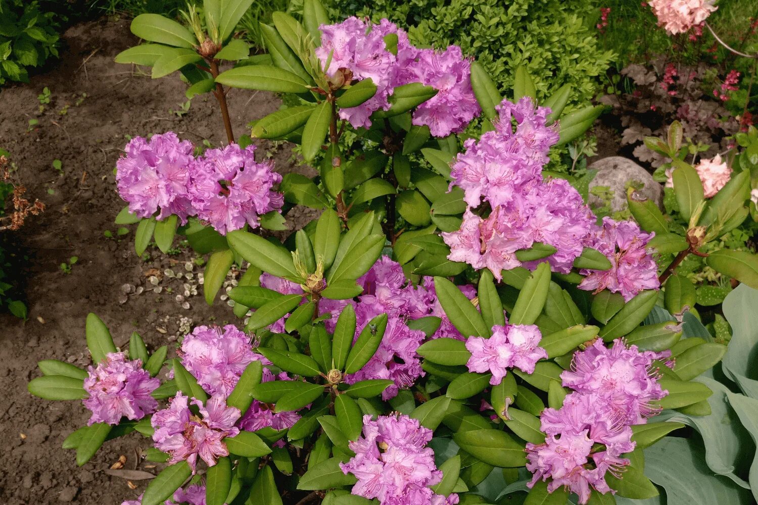 Рододендрон simsii. Рододендрон цветение. Rhododendron Bariton. Рододендроны Макросс Хаус.