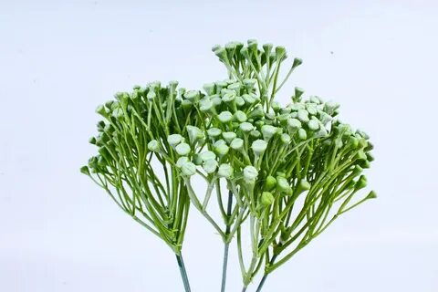 Пижма полынь гвоздика