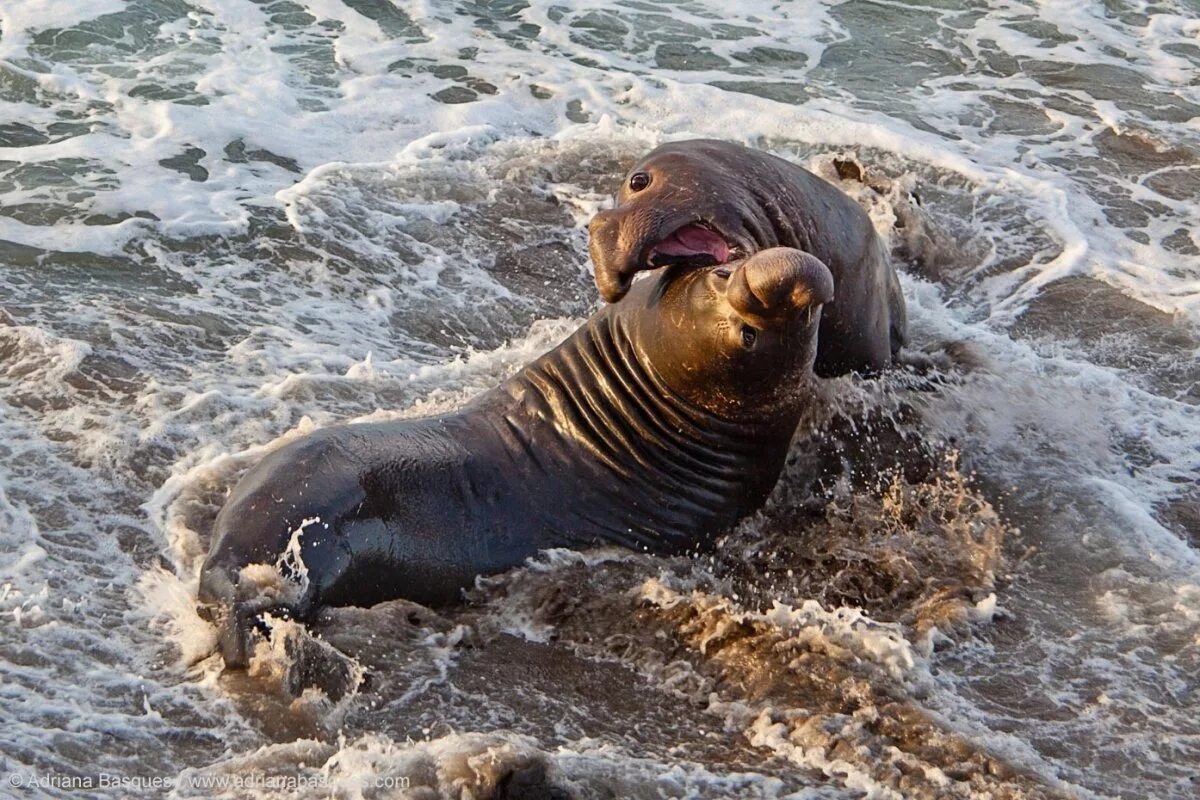 Южный морской слон Mirounga Leonina. Северный морской слон (Mirounga angustirostris). Северный морской слон Ждун. Южный морской слон Ждун.