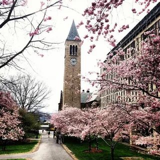 Cornell university