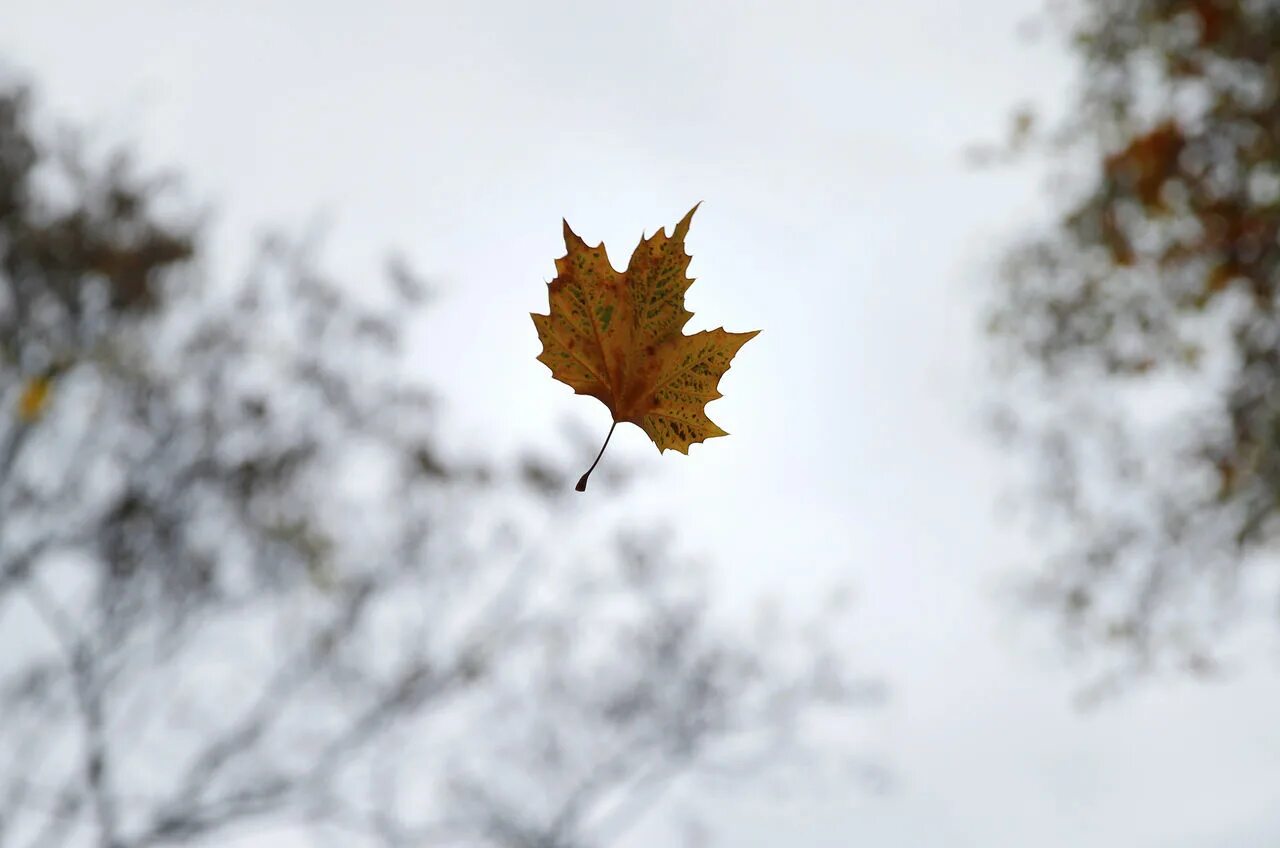 Осень листья давно облетели. Падающие листья. Падающие осенние листья. Осенний лист падает с дерева. Осенний лист упал.