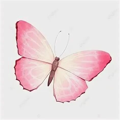 Papillon rose