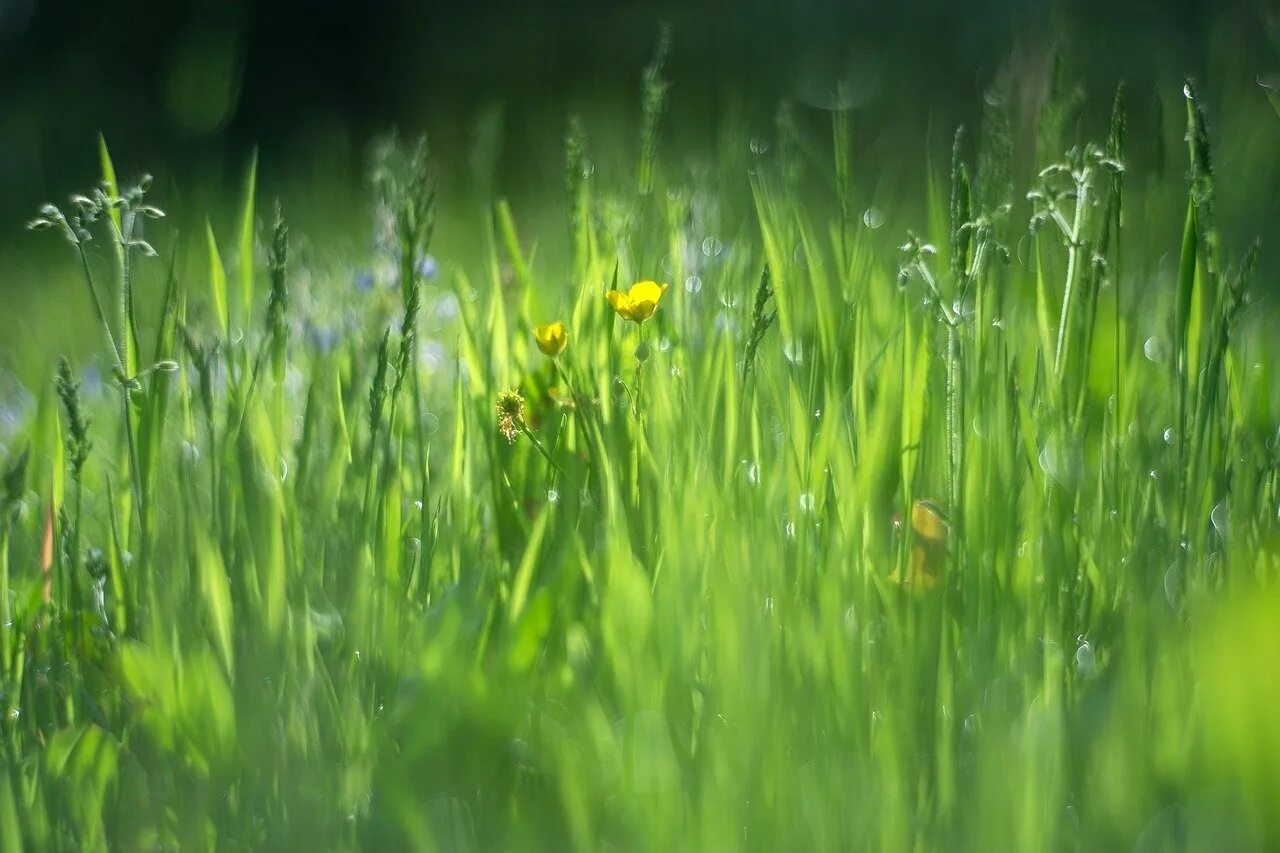 Луг какой зеленый. Природа трава. Трава луг. Зеленая трава. Весенняя трава.