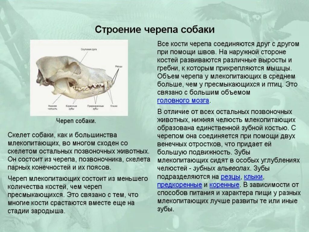 Соединение костей черепа млекопитающих. Строение черепа позвоночных животных. Черепа млекопитающих животных. Строение черепа млекопитающих. Особенности строения черепа млекопитающих.