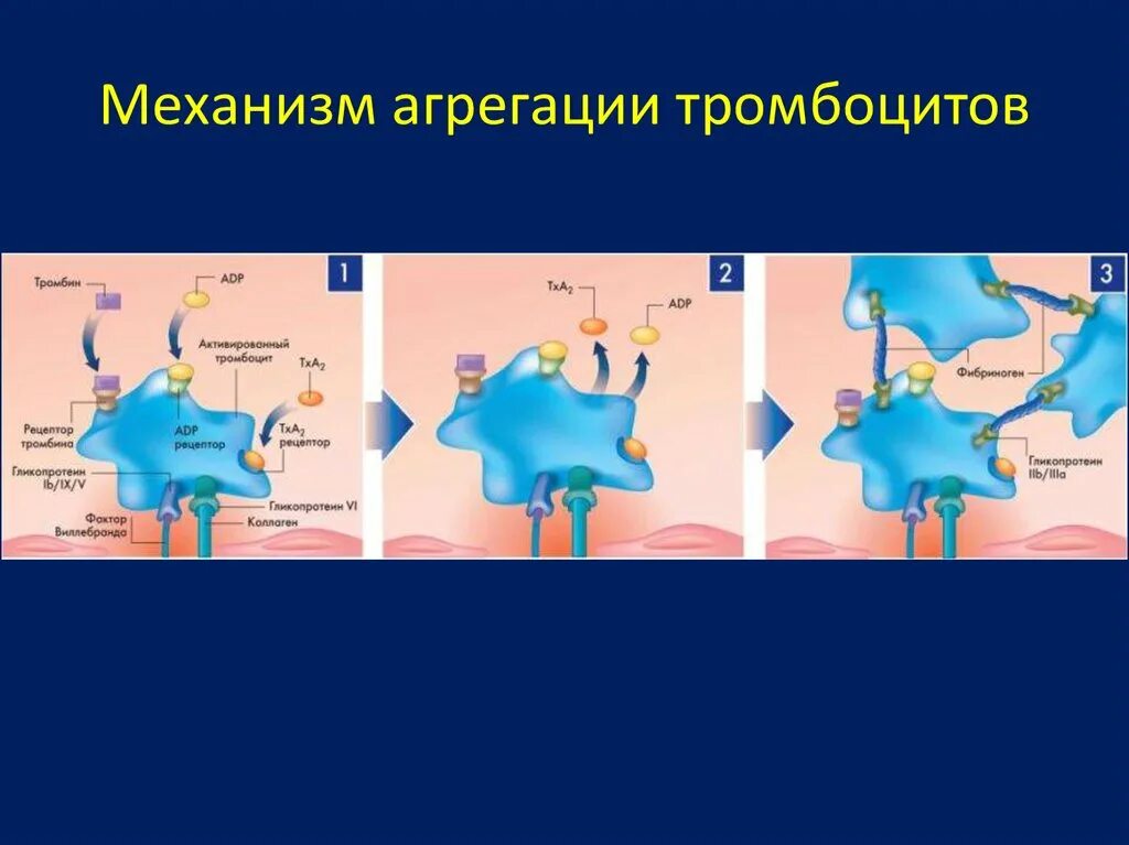 Коллаген агрегация. Механизм начальной агрегации тромбоцитов. Механизм агрегация тромб. Агрегация тромбоцитов механизм действия. Механизмы адгезии и агрегации тромбоцитов..