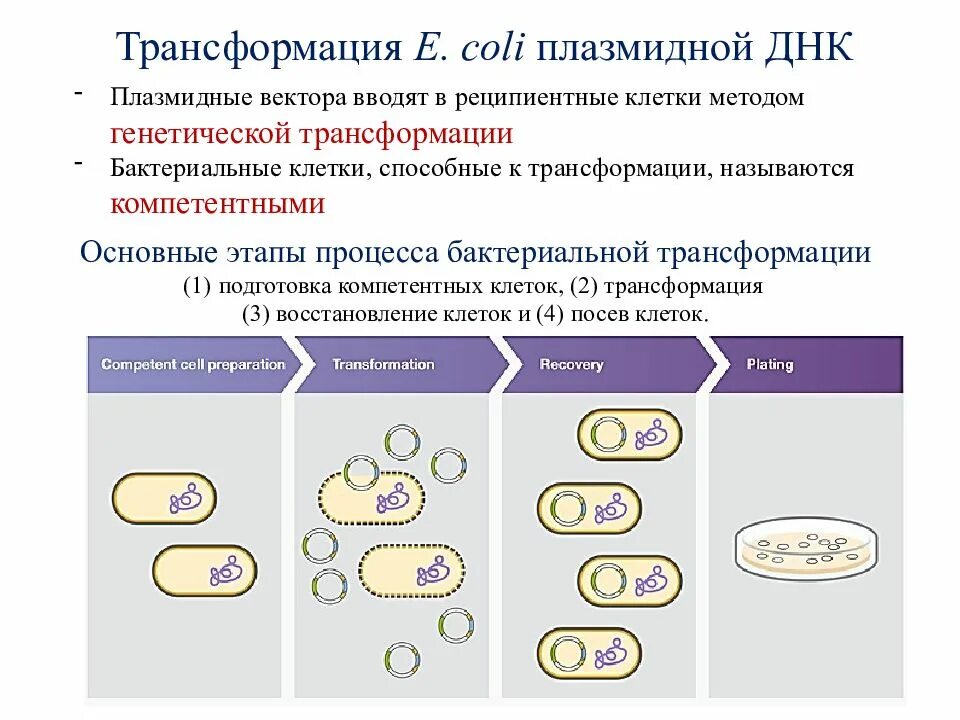 Исследователь трансформировал клетки бактерий плазмидой содержащей ген. Трансформация бактерий плазмидной ДНК;. Этапы трансформации бактерий. Трансформация бактериальных клеток. Трансформация бактерий рекомбинантными.