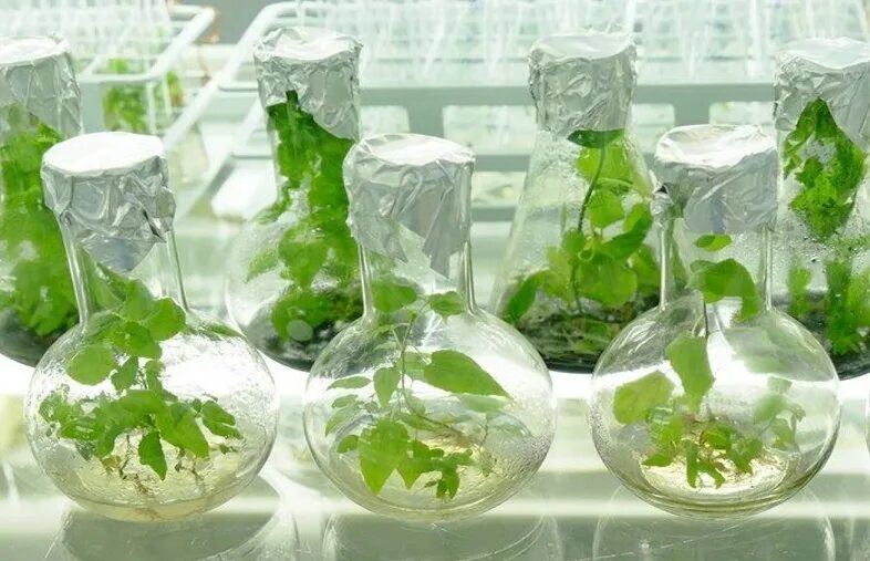 Методы биотехнологии растений. Микроклональное размножение растений. Культура клеток и тканей  микроклональное. Лаборатория микроклонального размножения растений. Микроразмножение in vitro.