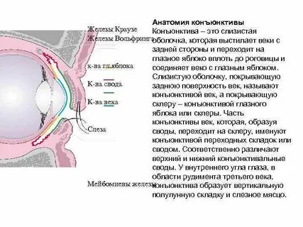 Признаки конъюнктива