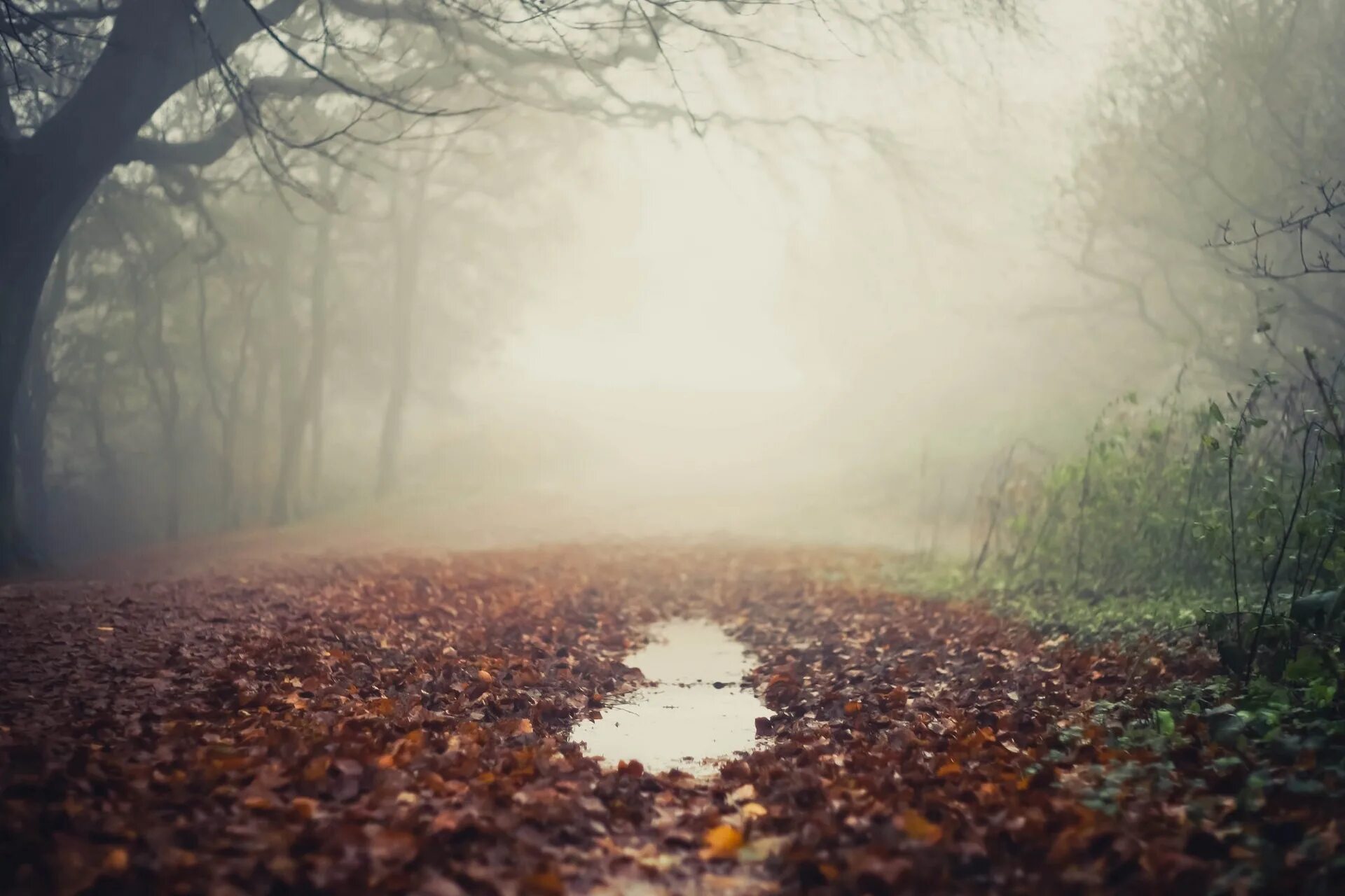 Туман без дождя. Осень туман. Осенняя листва в тумане. Осень дождь туман. Осенний лес в тумане.