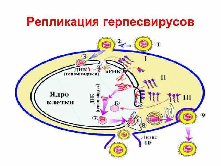 Стадия репликации вируса. Репликация вируса герпеса. репликация герпесвирусов. этапы репродукции вируса герпеса. репродукция герпесвирусов этапы.