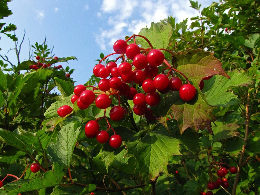 Калина бузулук. Калина обыкновенная. Калина (Viburnum). Калина обыкновенная куст. Калина обыкновенная красная гроздь.