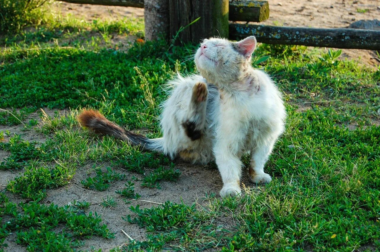 Блохастый кот. Блозастыц кот. кот и собака. взъерошенный кот.