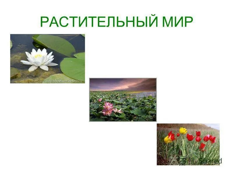Астраханские растения занесенные в красную книгу. Растения астраханской области занесенные в красную. красная книга астраханской области. растения астраханского края. растения красной книги астраханской области.