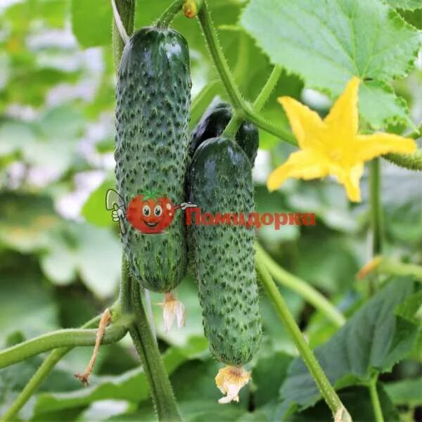 Огурец св 4097 цв f1 5шт seminis/садовита ц. Огурец огурец св 4097 цв f1 seminis. Огурцы сорт св 4097. Огурец 4097. Огурец 4097.