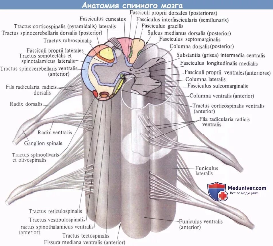 Серые столбы спинного мозга. Анатомические структуры сегмента спинного мозга. Наружное строение спинного мозга анатомия. Спинной мозг анатомия Синельников. Внутреннее строение спинного мозга анатомия латынь.