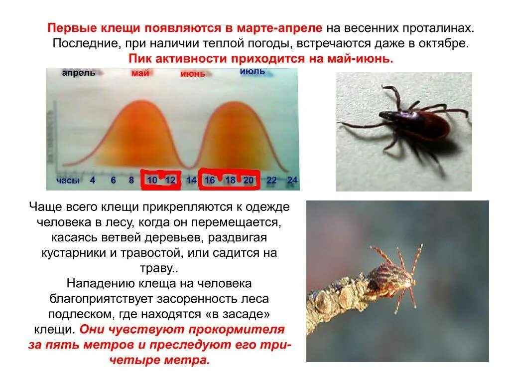 Заболевания передающиеся клещом. Клещевой боррелиоз клещ. Иксодовый клещевой боррелиоз клиника.