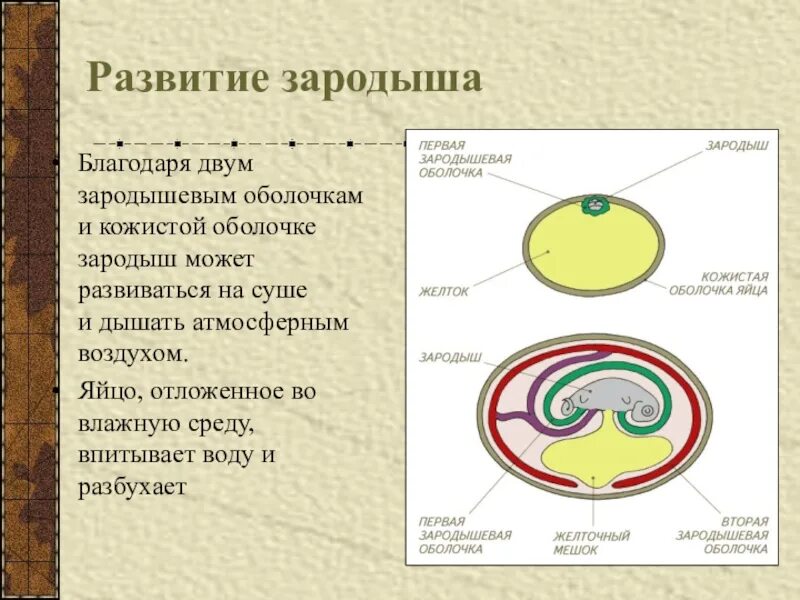 Функции зародышевых оболочек