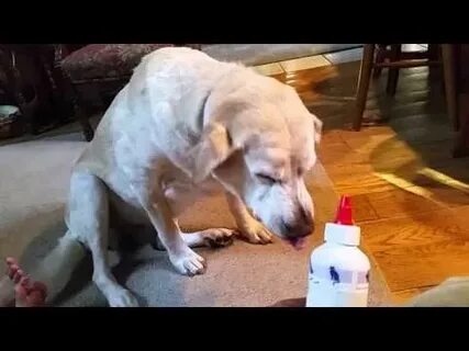 Включи собака говорит