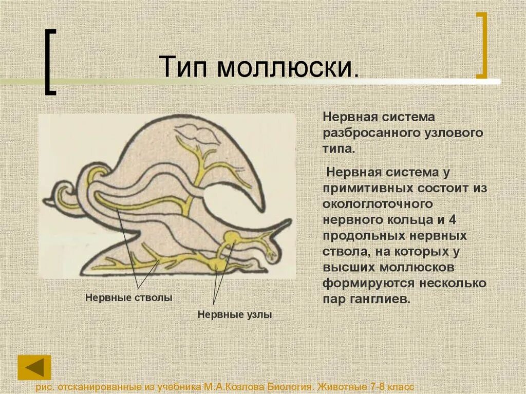 Нервная система брюхоногих моллюсков Тип. Нервная система разбросанно-узлового типа у моллюсков. Нервная система брюхоногих моллюсков схема. Разбросанно Узловая нервная система у моллюсков. Диффузно разбросанная нервная система