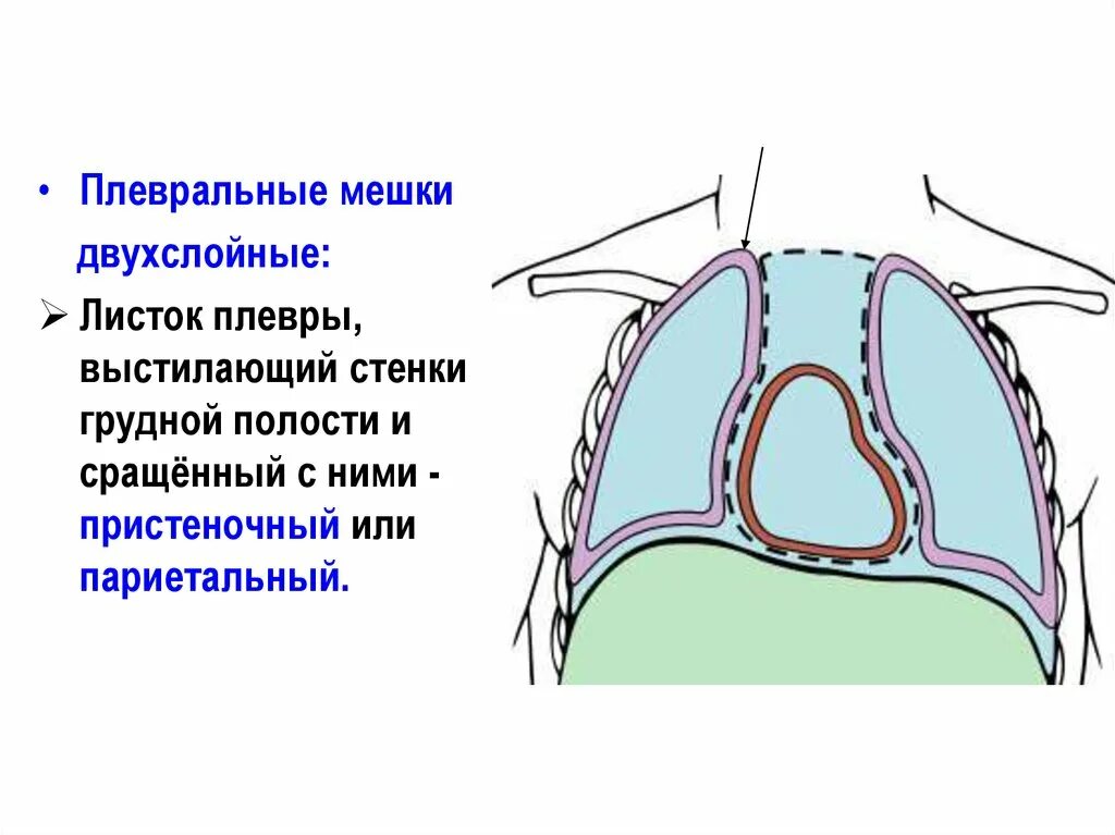 Правая плевральная полость. Плевра и плевральная полость. Плевральные карманы анатомия. Плевральные мешки. Строение плевральной полости.