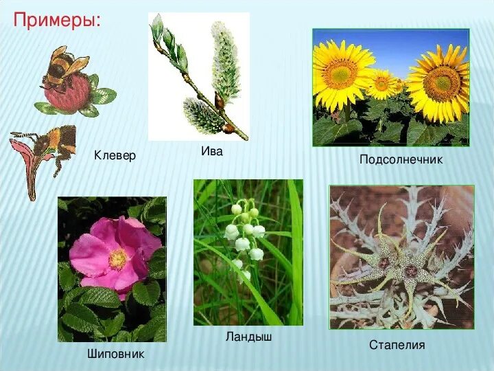 Какие растения опыляются с помощью ветра. Растения которые опыляются насекомыми. растение опыляется насекомыми. растения опыляемые ветром. растения опыляемые ветром и насекомыми.