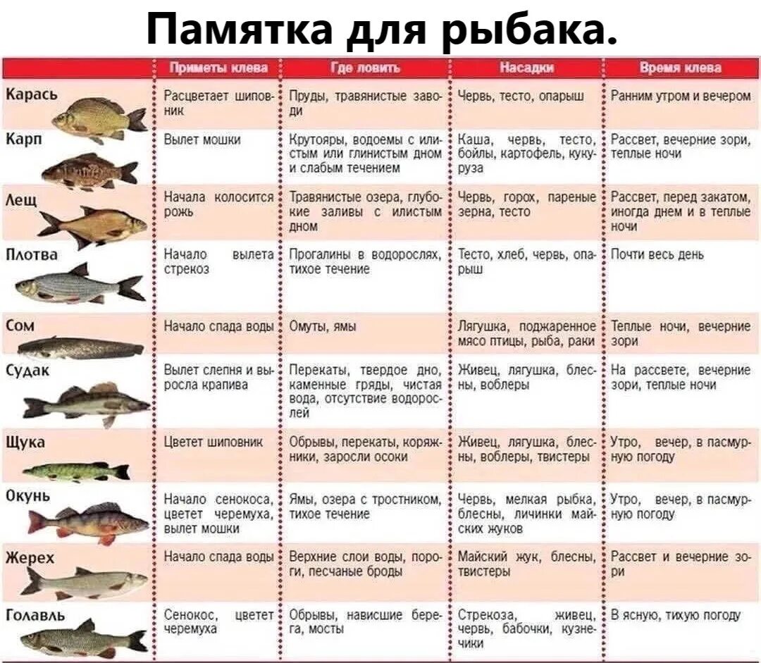 Советы рыбакам. Шпаргалка рыболова. Шпаргалка начинающего рыбака. Полезная информация для рыбаков.