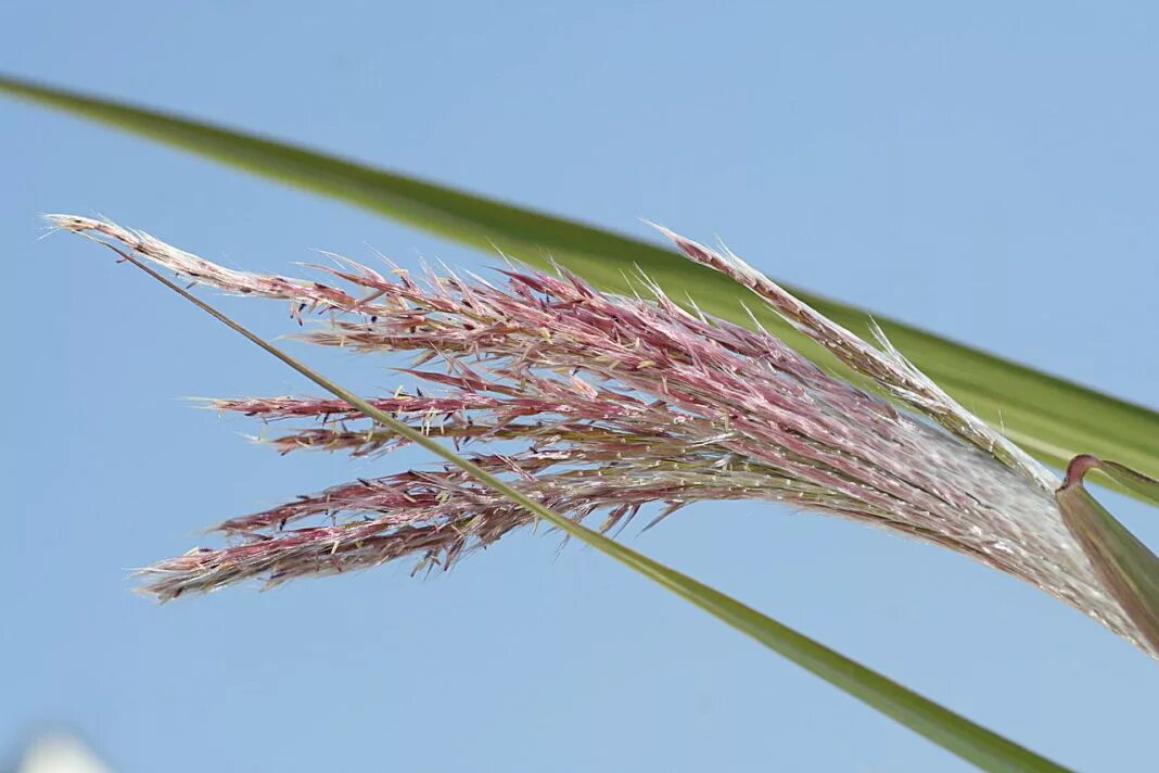 Тростник Южный phragmites Australis. Тростник обыкновенный (Очерет). Тростник Южный (phragmítes Austrális). Тростник обыкновенный phragmites Australis. Тростник южный