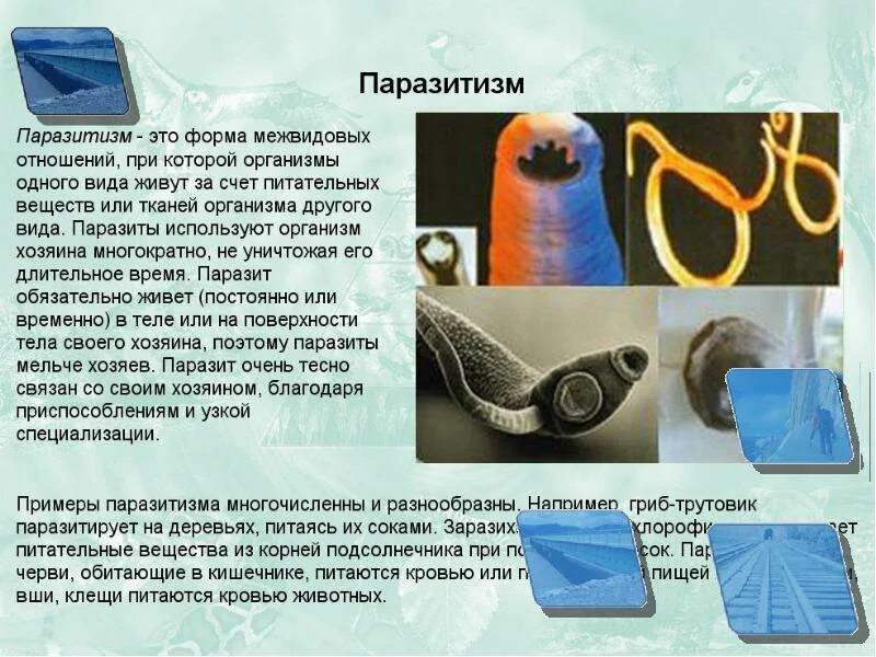 Организмы живущие за счет другого организма хозяина. Особенности питания паразитов. Примеры паразитизма в биологии. Чем питаются паразиты биология. Виды паразитические организмов.