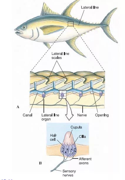 Тест нервная система органы чувств. Органы боковой линии у рыб. Lateral line of Fish. Fish nervous System. Lateral line System.