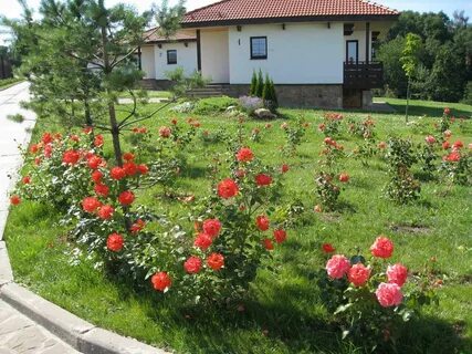 Розы в подмосковье