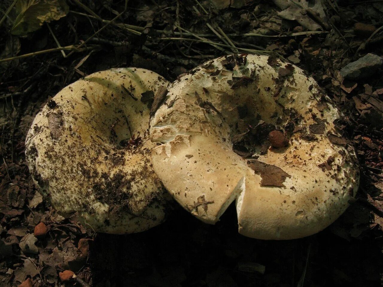 Подгруздок чернеющий (Russula nigricans): фото, описание и как готовить этот гри
