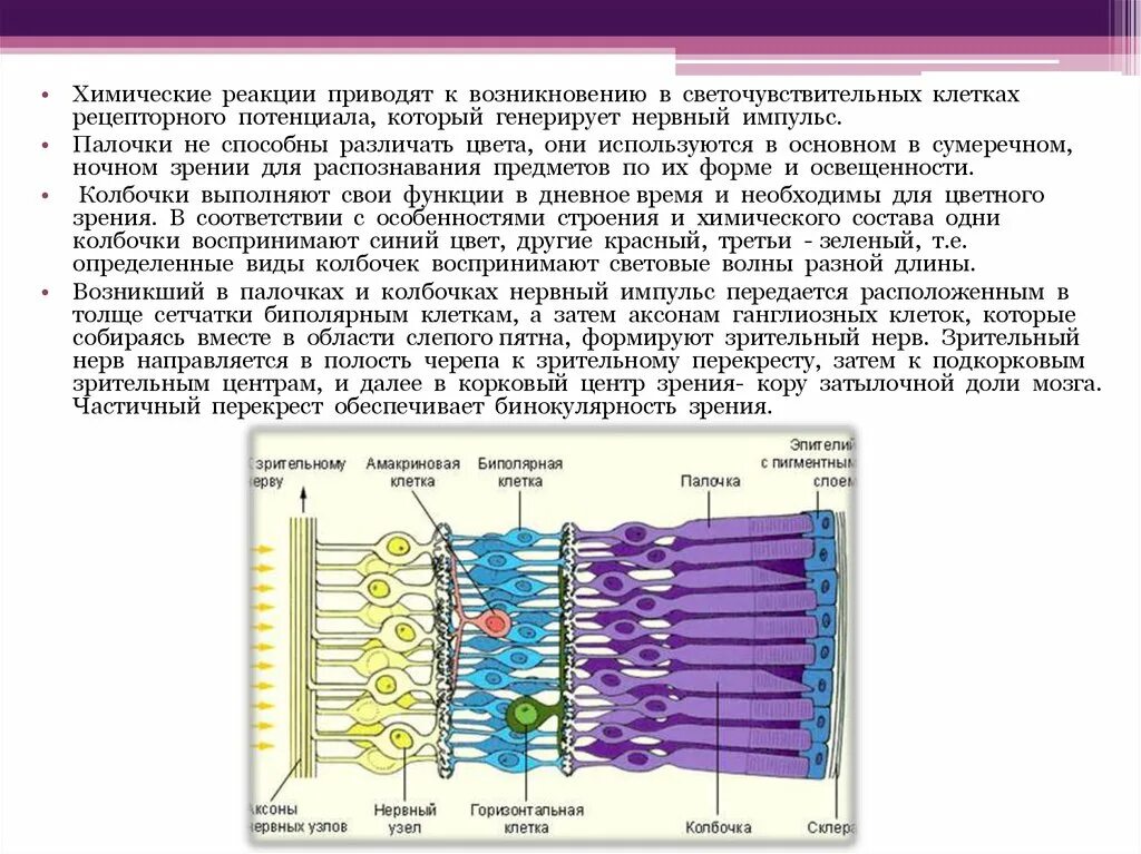 Зрительный анализатор палочки и колбочки. Строение сетчатки физиология. Светочувствительные клетки палочки и колбочки находятся. Палочки и колбочки расположены в слое сетчатки.