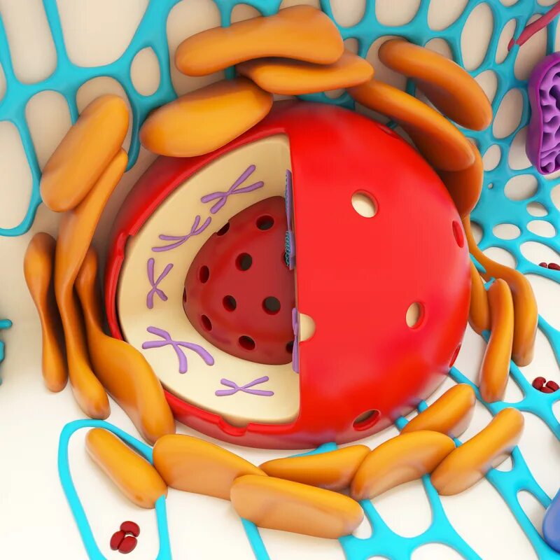 Биология из пластилина. Модель клетки. Трехмерная модель клетки. Объемный макет клетки. Клетка организма макет.
