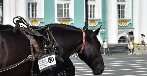 Санкт лошадь