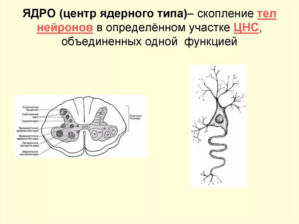 Ядра ЦНС анатомия. Преддверно спинномозговой путь Нейроны. Ядра нейронов в головном мозге. Ядра центральной нервной системы