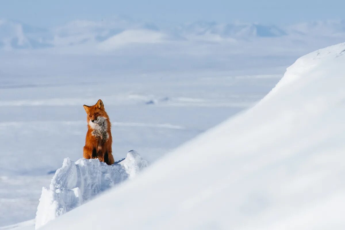 лиса зима. лиса в сугробе. лисенок в снегу. лиса зимой. лиса в снегу.
