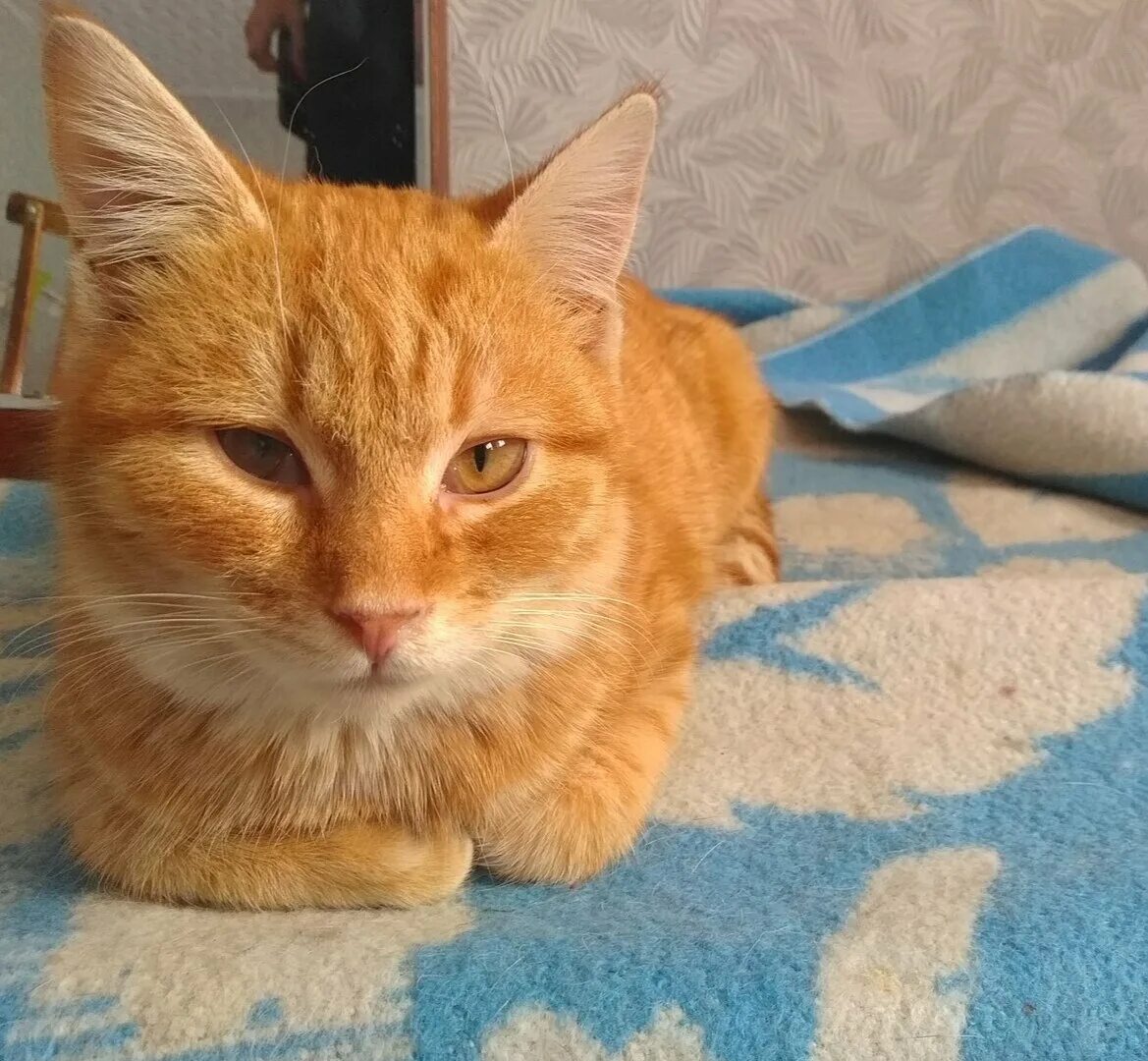 Солнечный котик Рыжик - обсуждение на форуме НГС Новосибирск