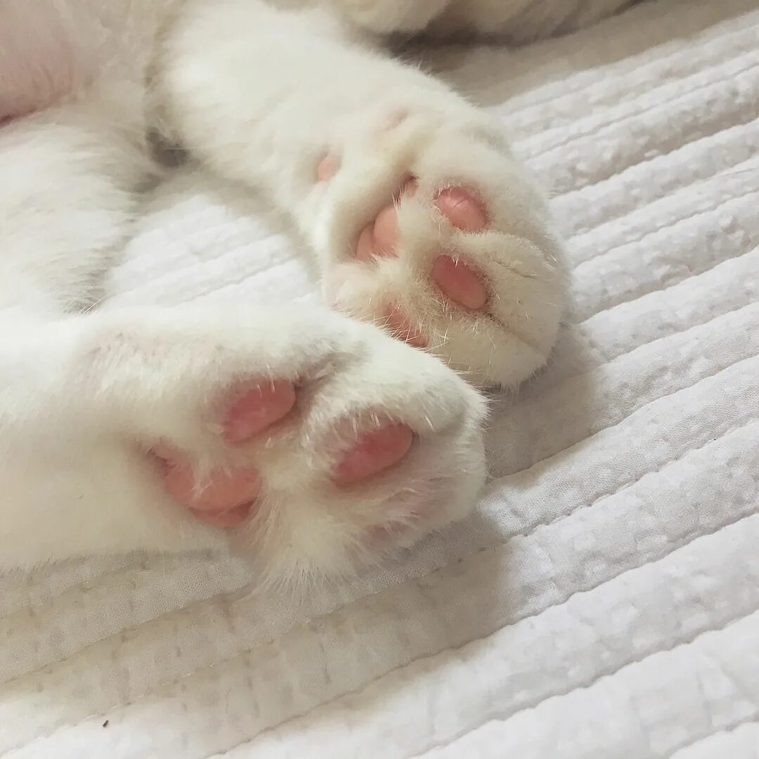 Adventure ♡ - fluffygif: Fluffy ♡ ♡ か わ い い 猫, 猫 の 手, に ゃ ん こ